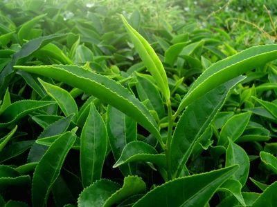 Raw Tea Leaves